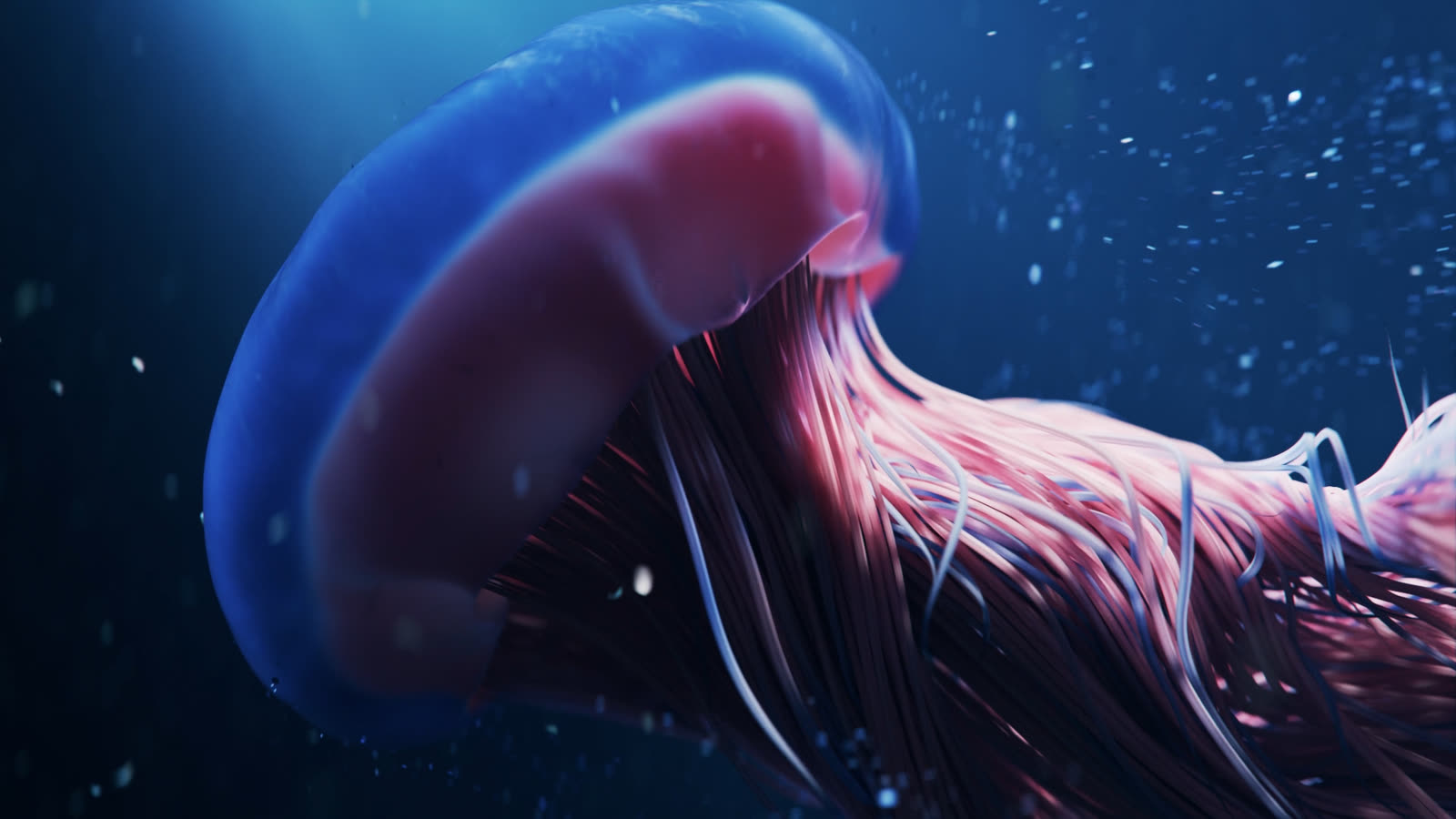 A jellyfish drifting upward through the depths, a sign of new life